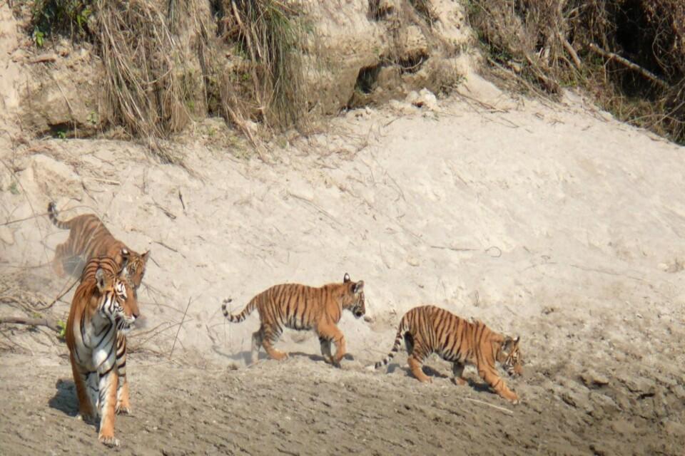 Bardia Wildlife Safari