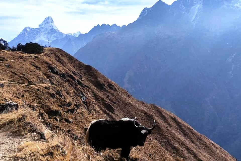 Everest Panorama Trek