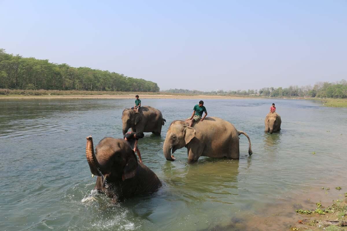 Elephant bathing Chitwan