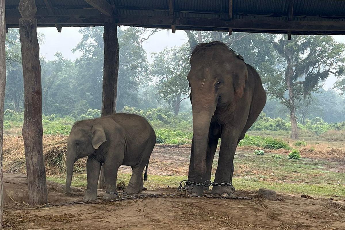Elephant breeding center Chitwan
