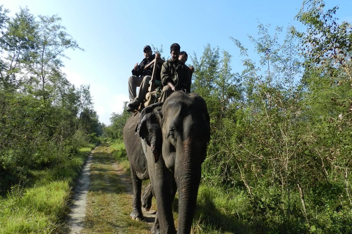 Elephant safari Chitwan