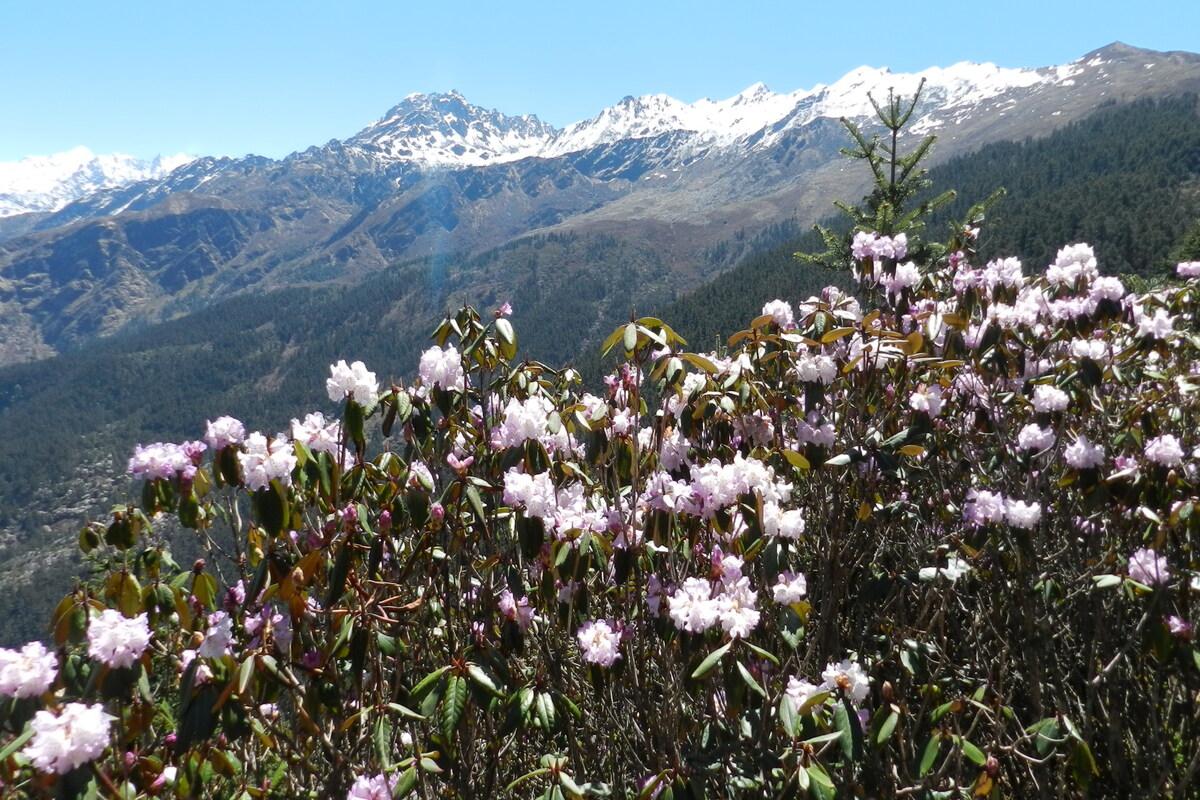 Flowers in Langtang