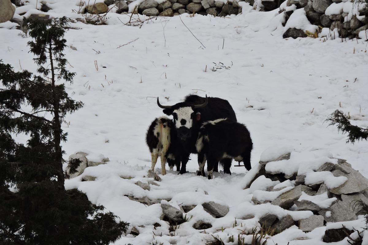 Manaslu Tsum trek