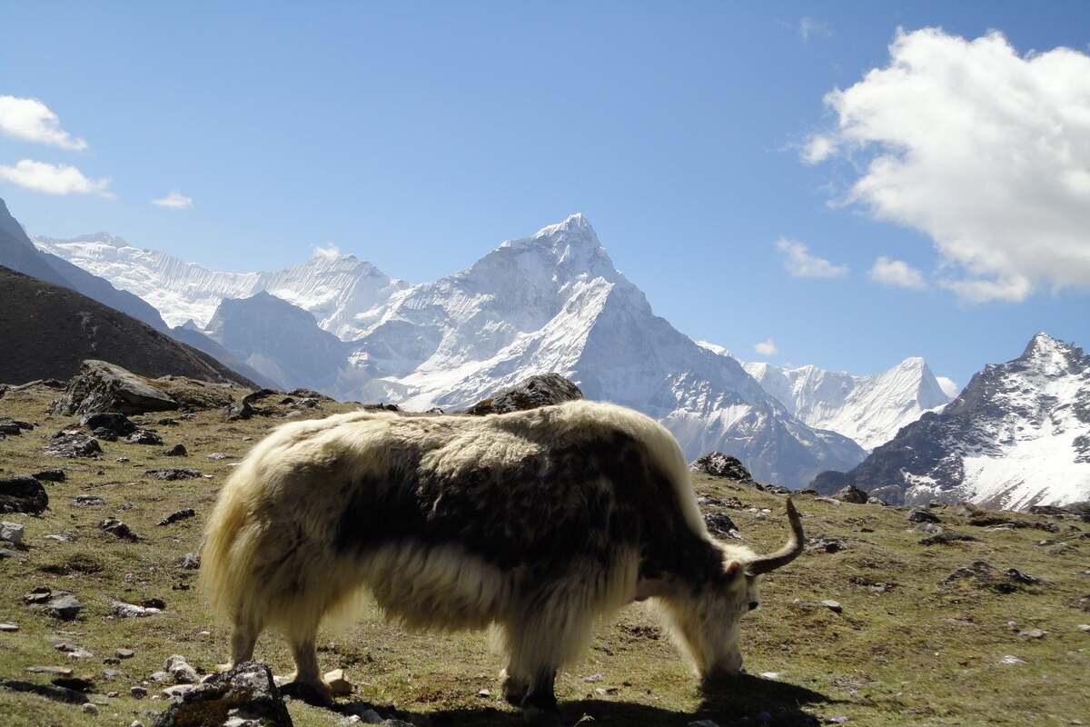 Yaks, Everest region