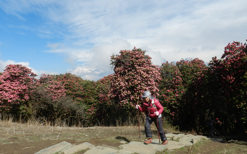 Ghorepani trek